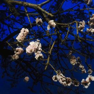 宝贝 夹住 乖,含着,吸出来
